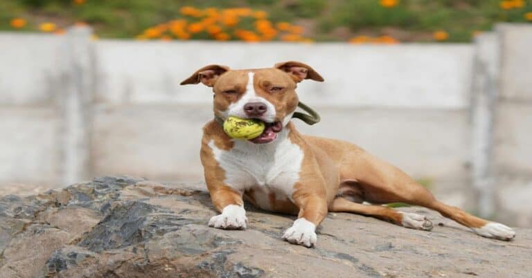 Dog with tennis ball in mouth on rocky surface, happy and playful, outdoor park scene.