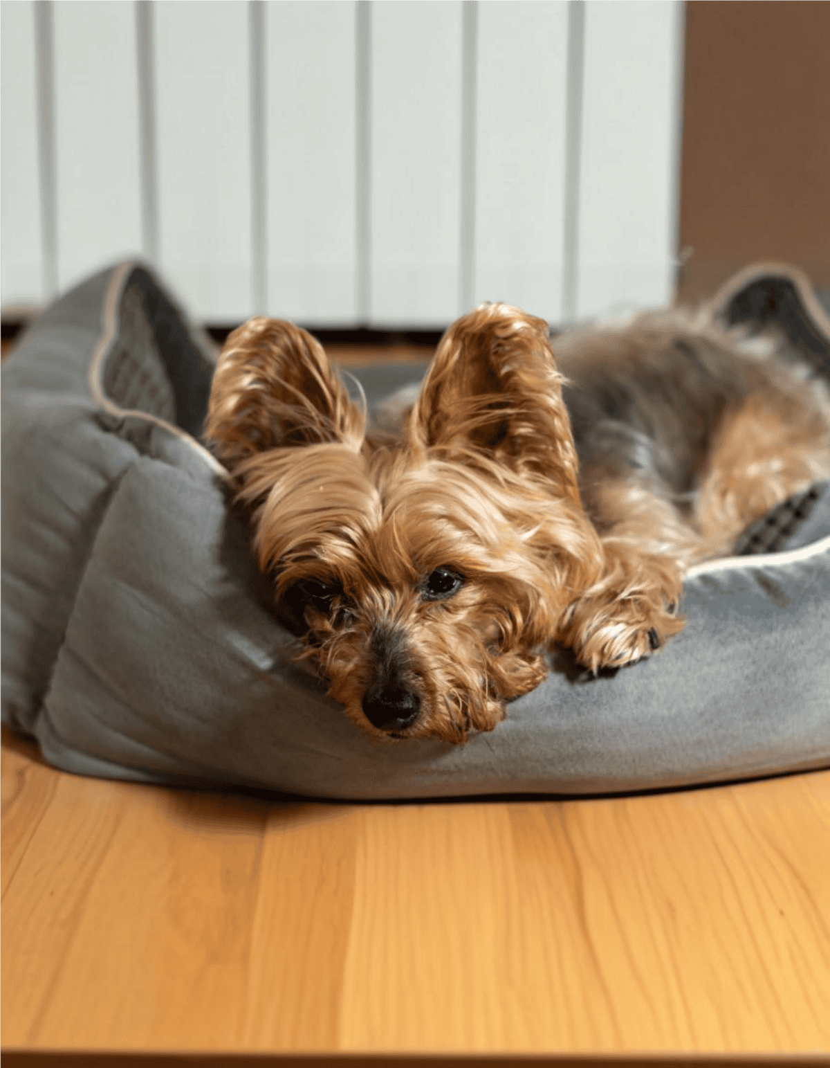 Adorable Yorkshire Terrier resting on a plush dog bed.