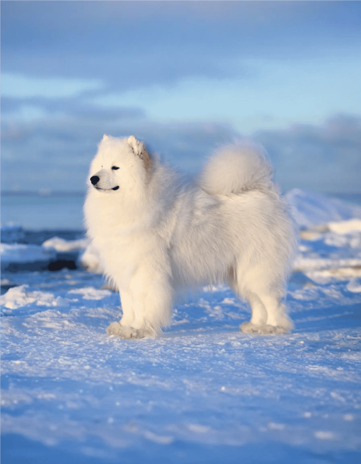 Cute white fluffy dog in snow, adorable Samoyed breed outdoors.