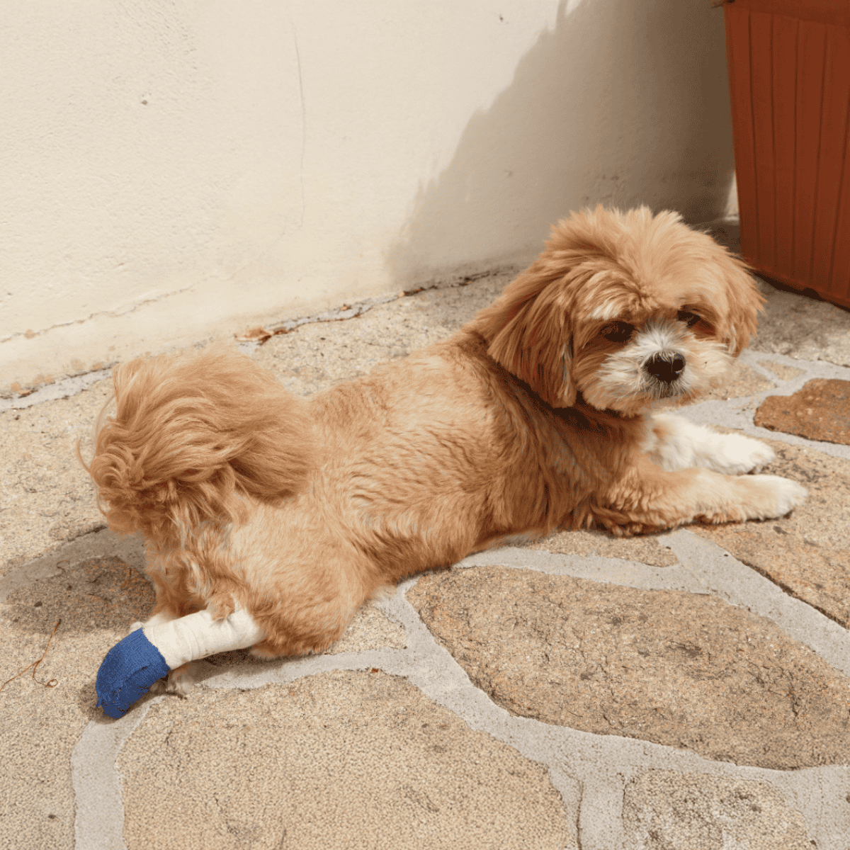 Adorable small dog with a blue bandage on its front paw, lying on stone patio.