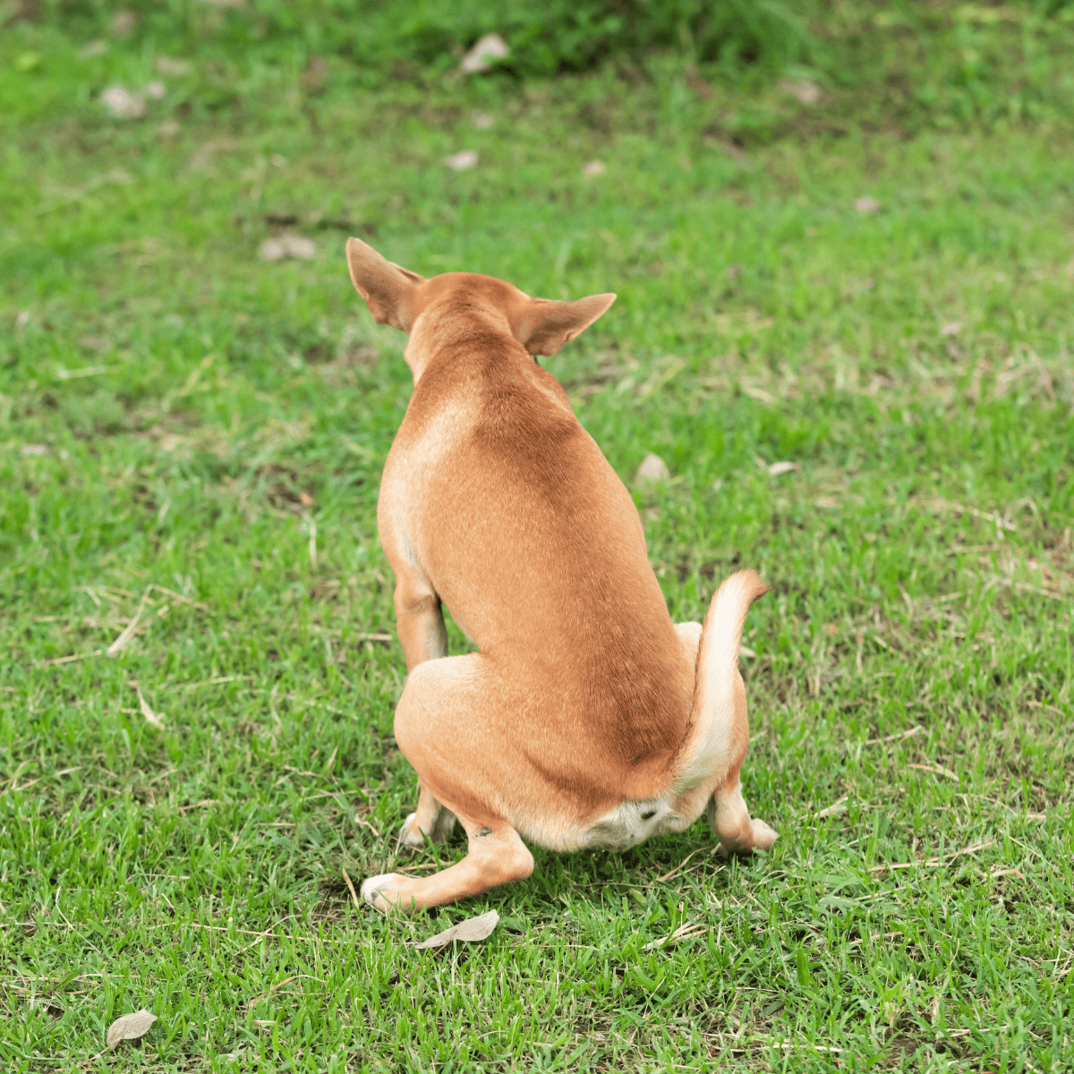 Adorable dog sitting on green grass in backyard, enjoying outdoor playtime and fresh air.