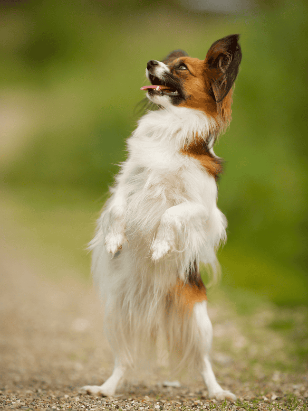 Energetic Border Collie performing a stand-on hind legs action in green natural environment.