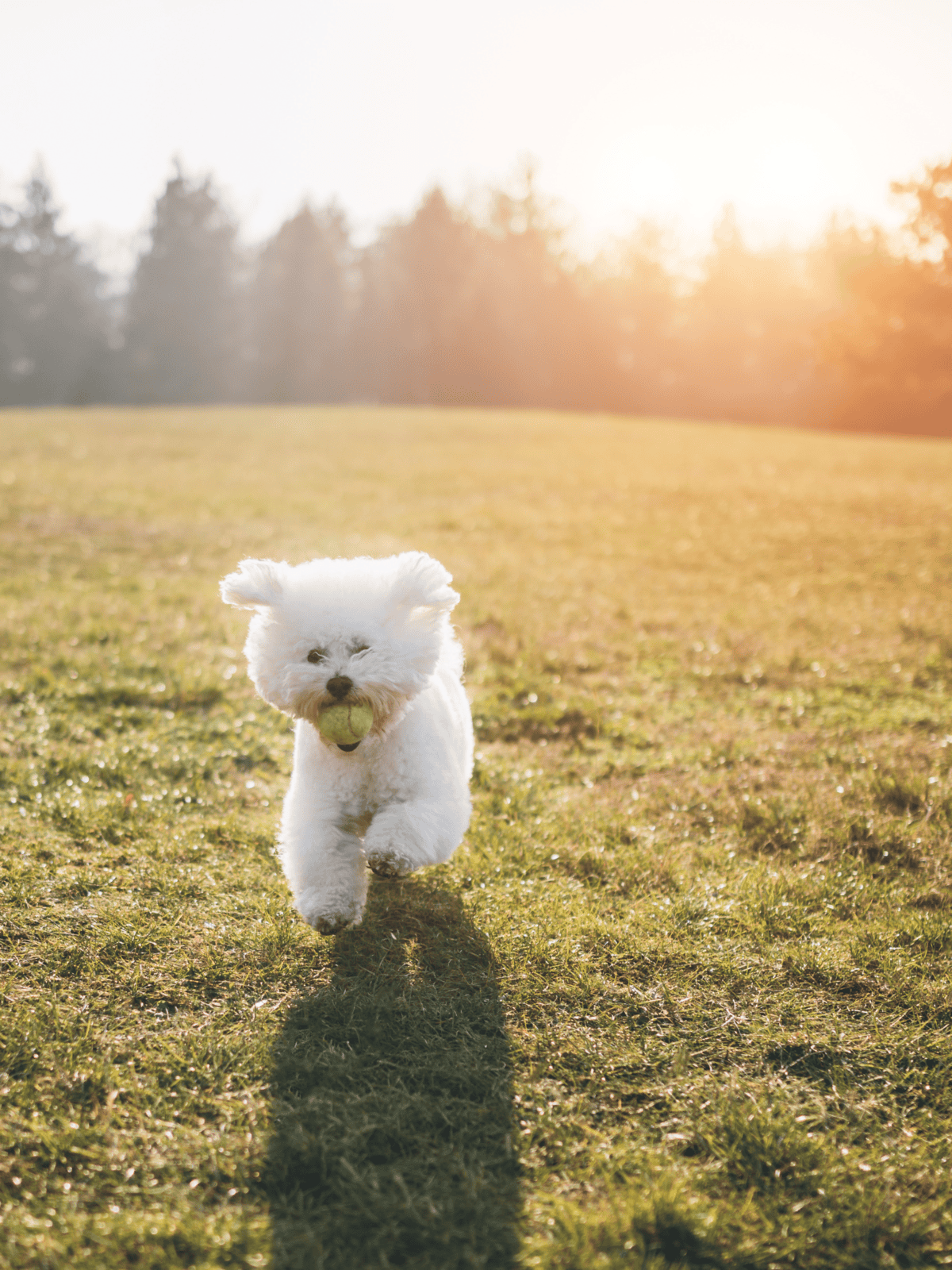 Happy dog playing fetch outdoors in sunny grassy park.