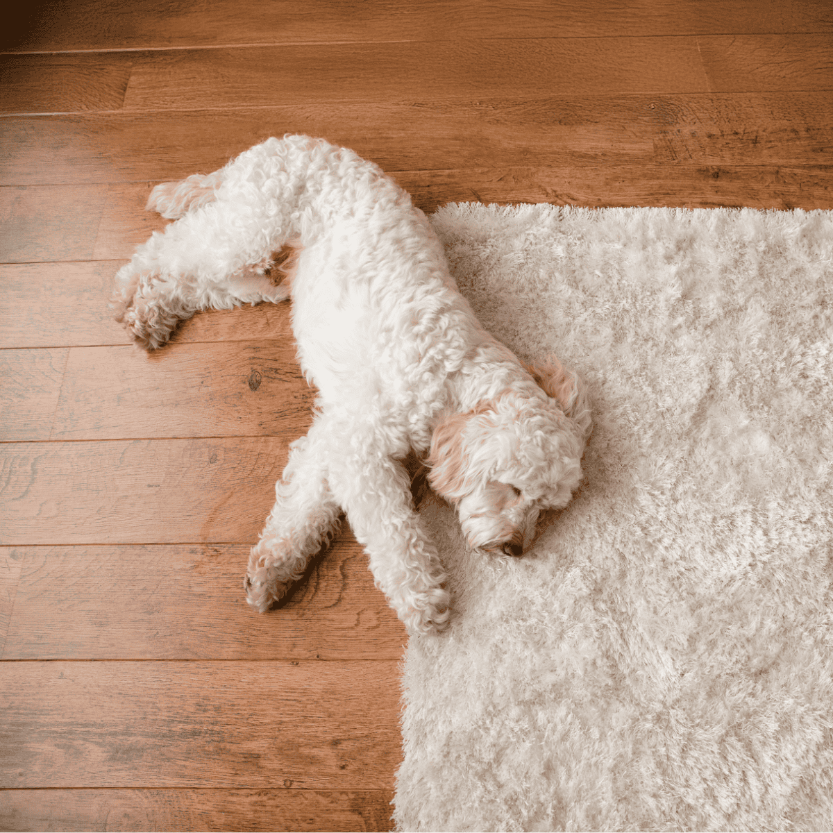 Cute curly-haired dog resting on soft area rug.
