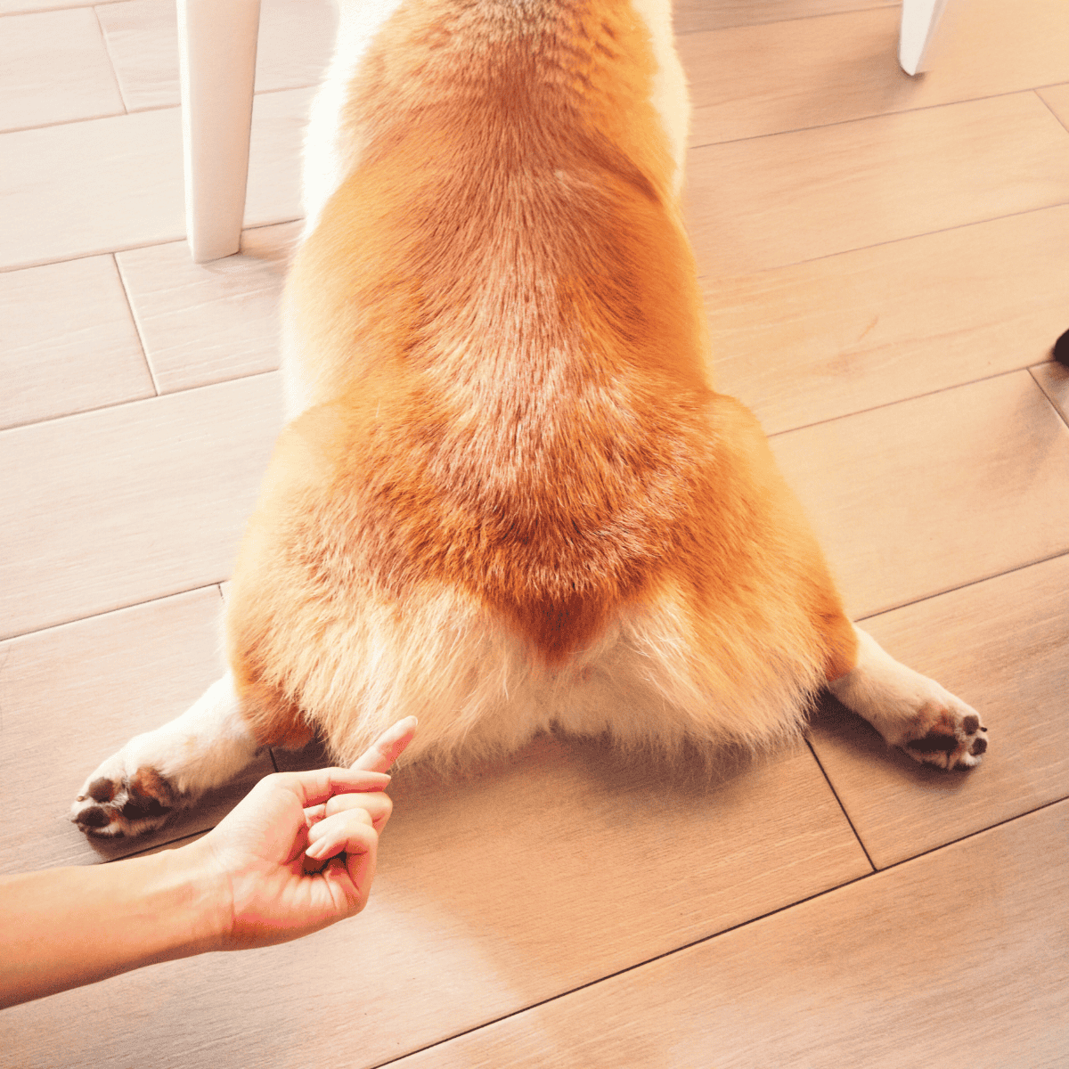 Dog sitting with fluffy tail, showing playful and adorable pet behavior, perfect for dog care insights.