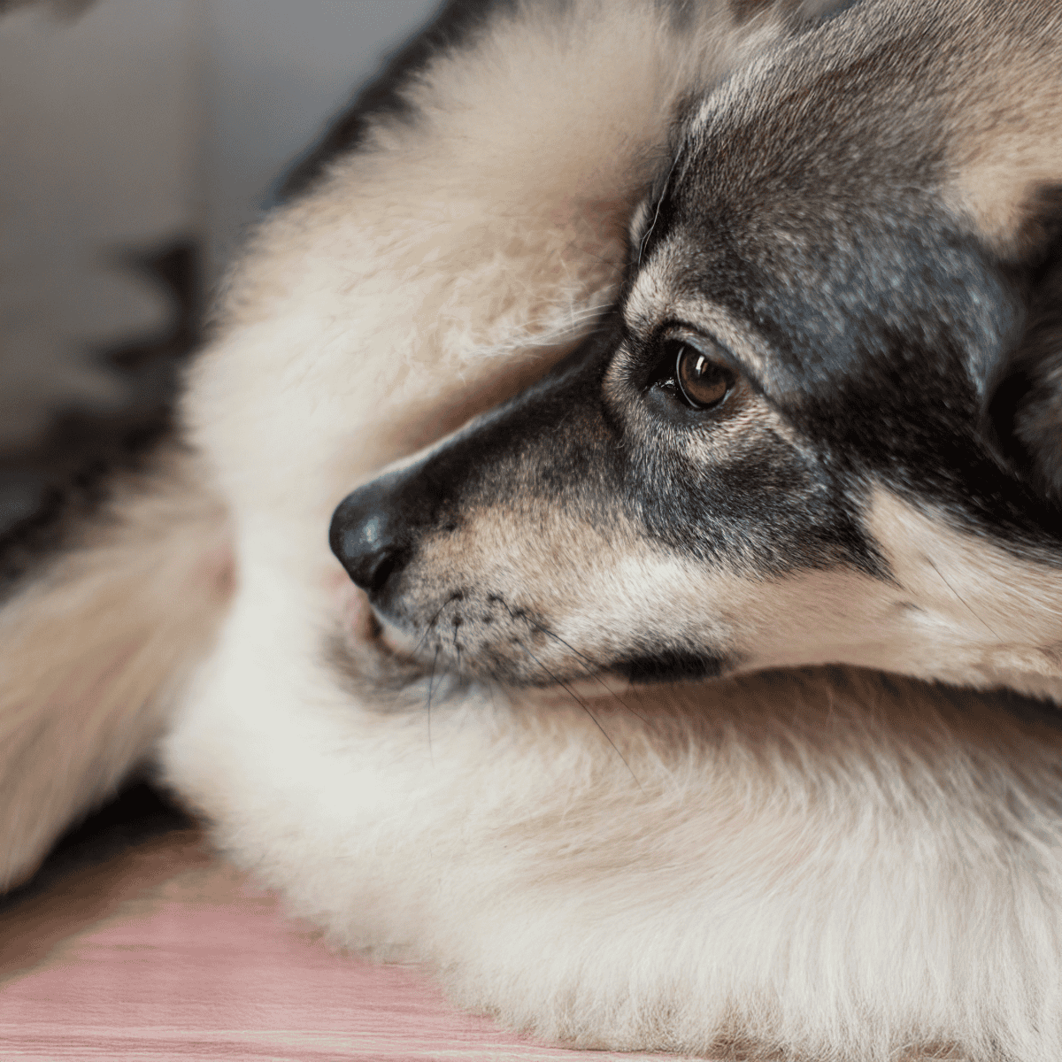 Adorable Siberian Husky puppy resting peacefully, showcasing soft fur and expressive eyes.