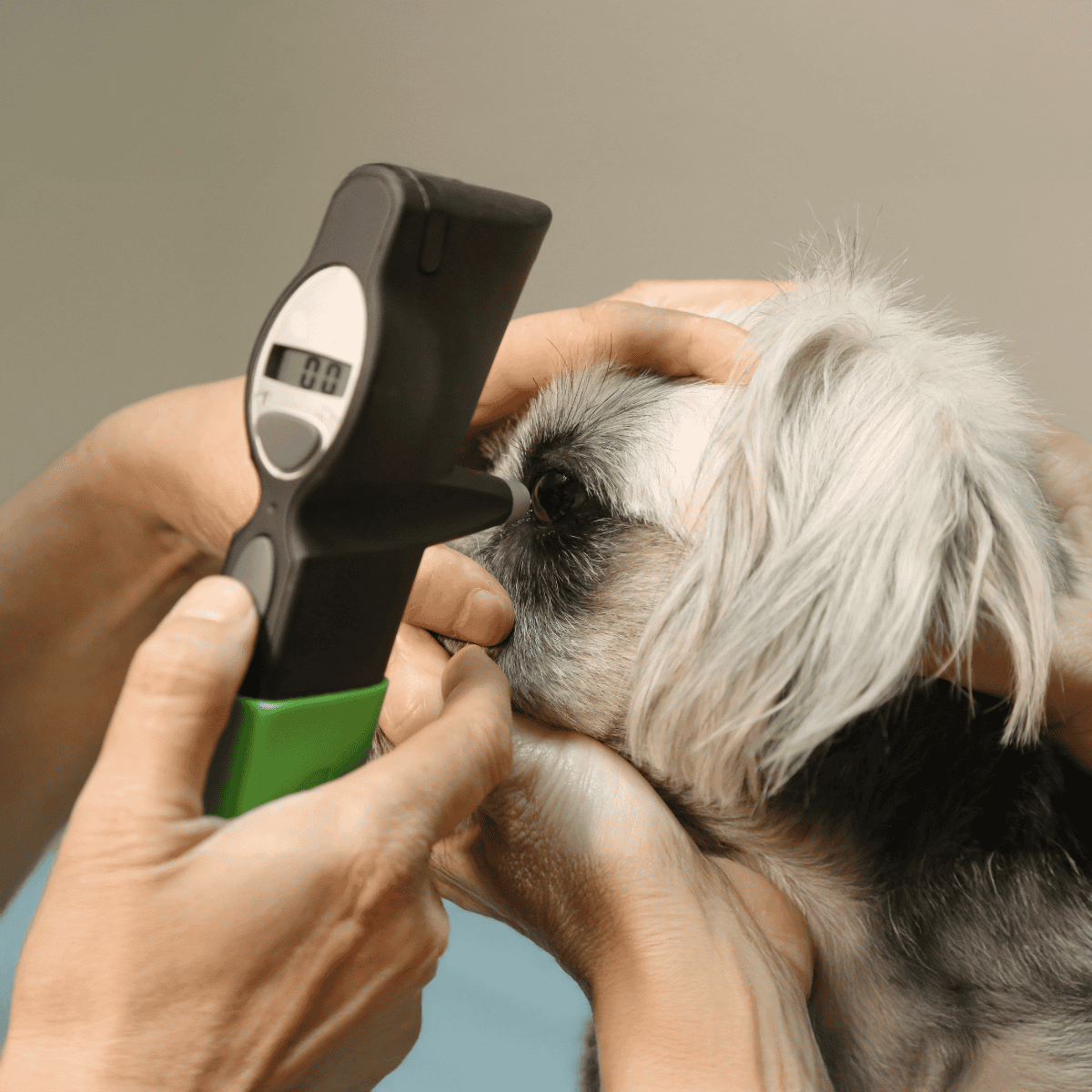 Digital thermometer measuring dog's temperature for health check.