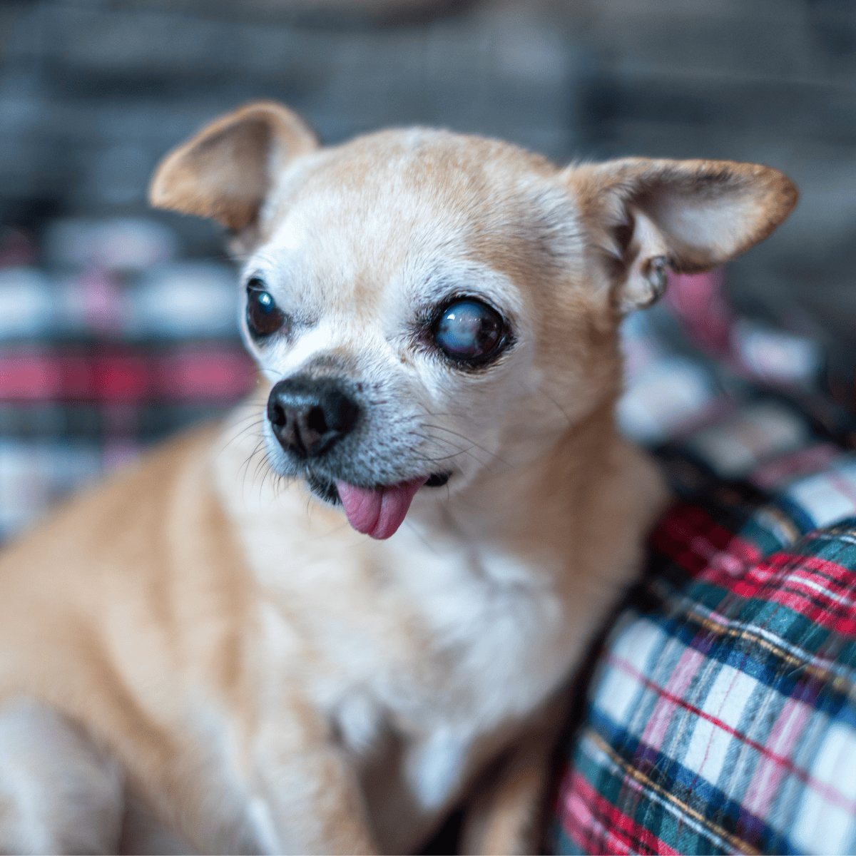 Close-up of a Chihuahua with a painful eye condition, showing cloudy eye and tongue sticking out, in need of veterinary care.