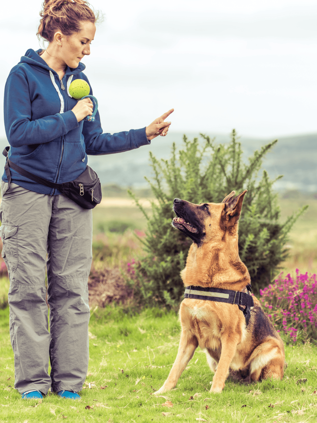 Dog training session involving a woman and a German Shepherd outdoors.