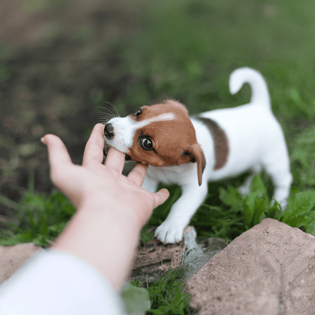 Adorable puppy chewing finger outdoors near grass and rocks, showcasing playful dog behavior.