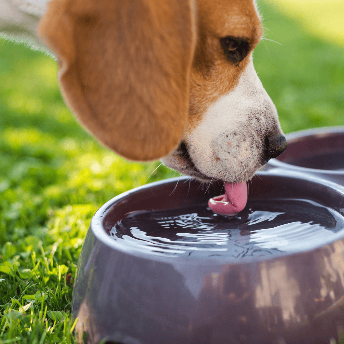 Adorable dog drinking water from a bowl outdoors on fresh green grass.