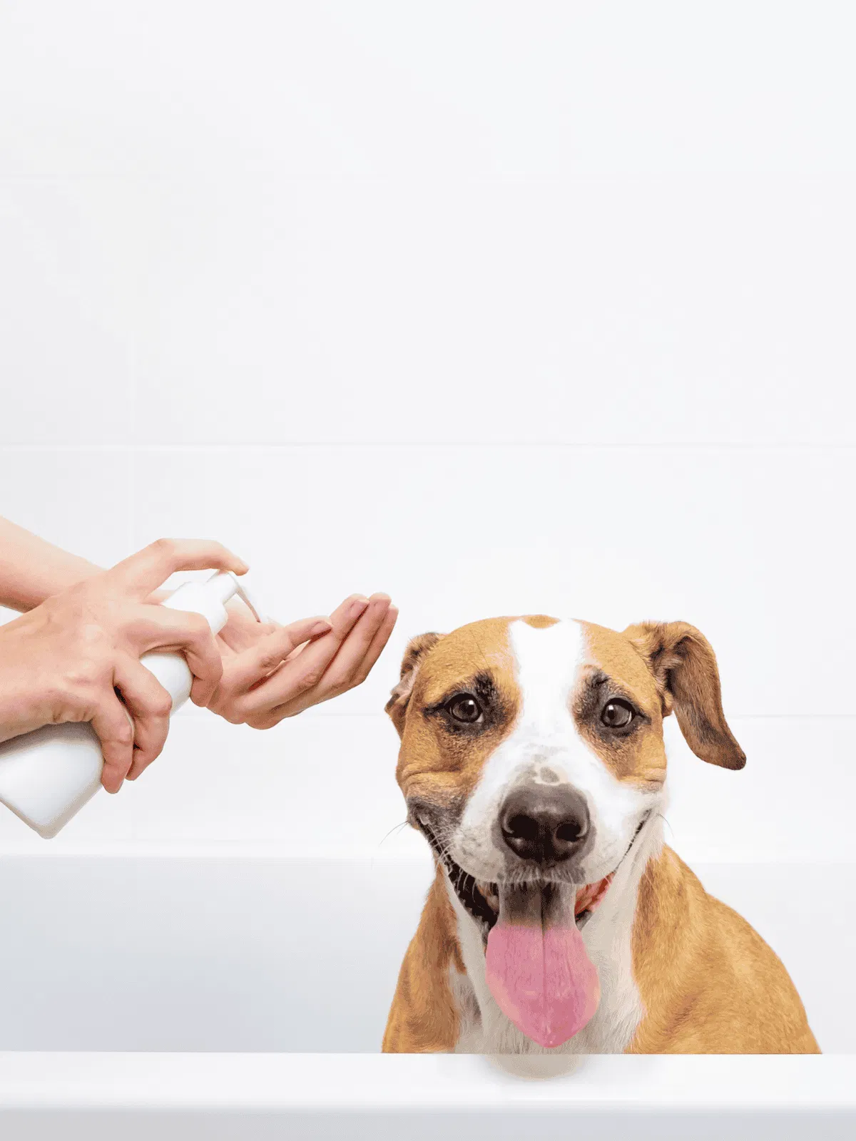 Close-up of a happy dog getting a bath and grooming at a pet care facility.