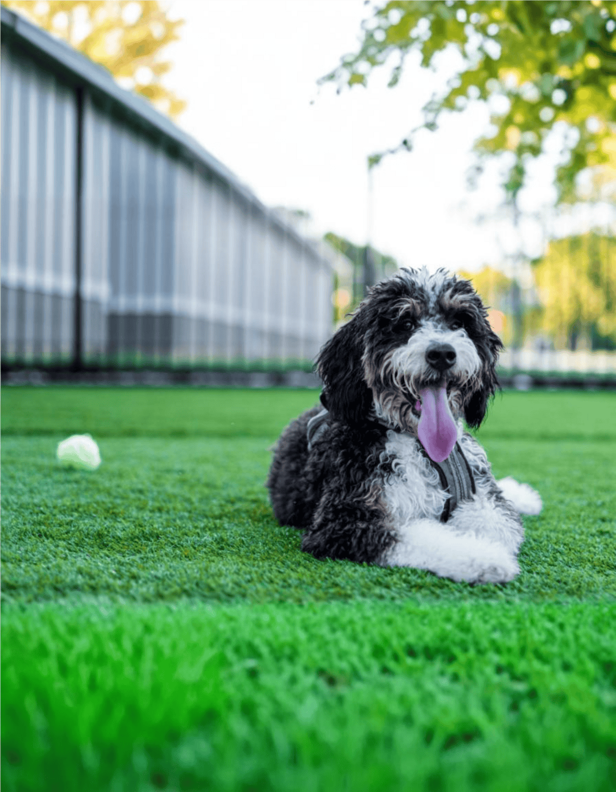 Adorable dog lying on lush green grass with a tennis ball in the background.