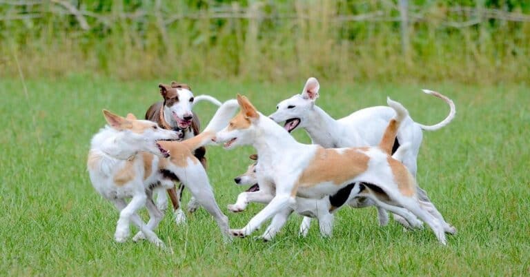 Energetic dogs playing on grassy field, group of terriers and beagles enjoying outdoor fetch and fun.