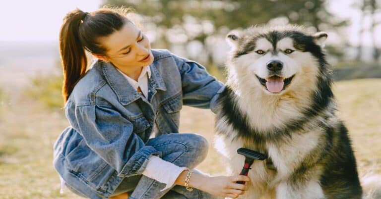 Close-up of woman brushing a Siberian Husky outdoors, happy pet, grooming, dog care, pet grooming tips.
