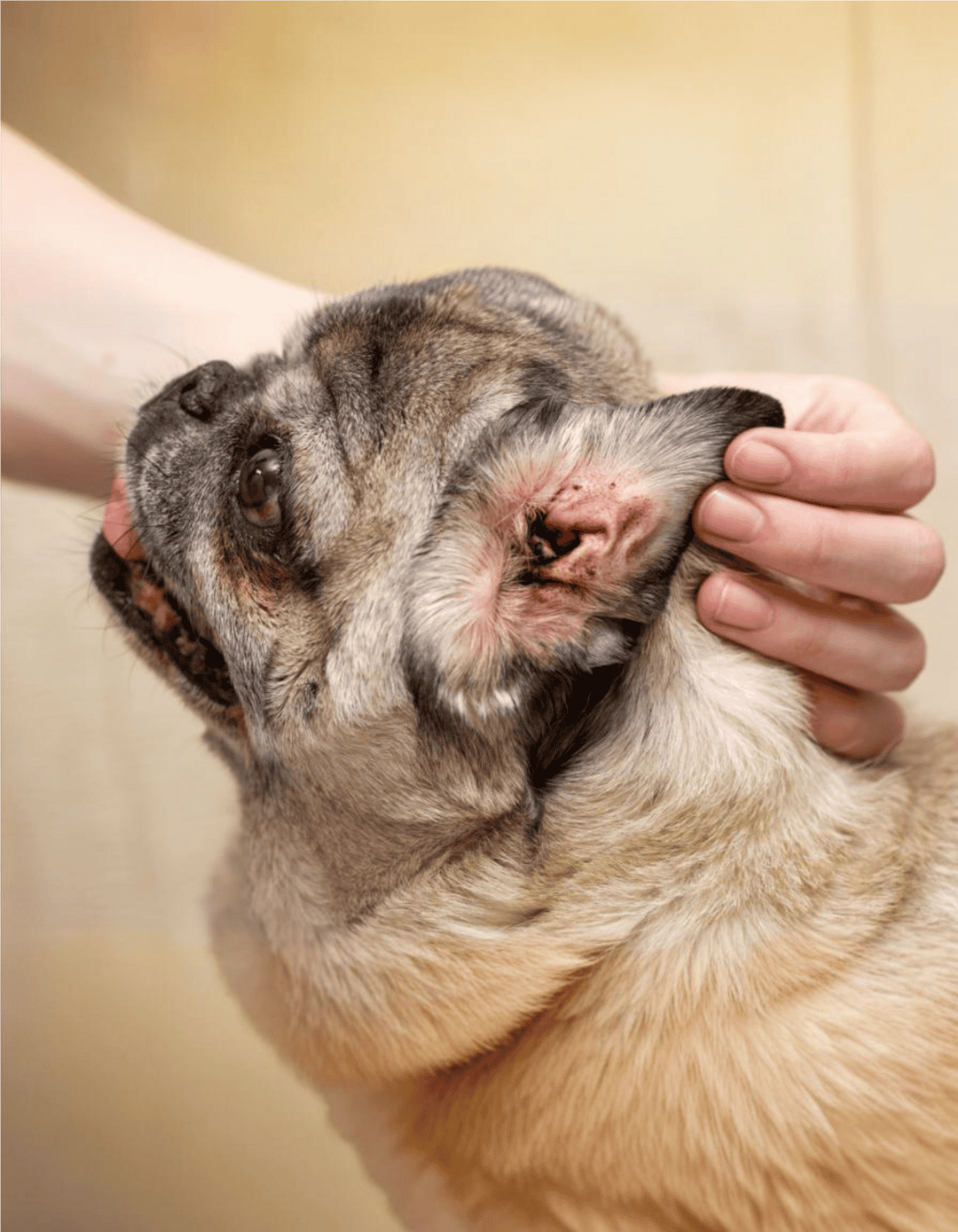 Close-up of a veterinarian or groomer examining a French Bulldog's ear for health.