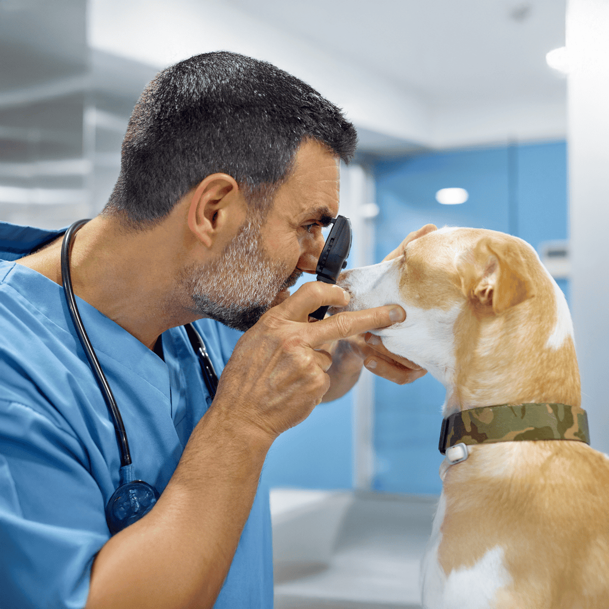 Vet examines dog with specialized magnifying tool.
