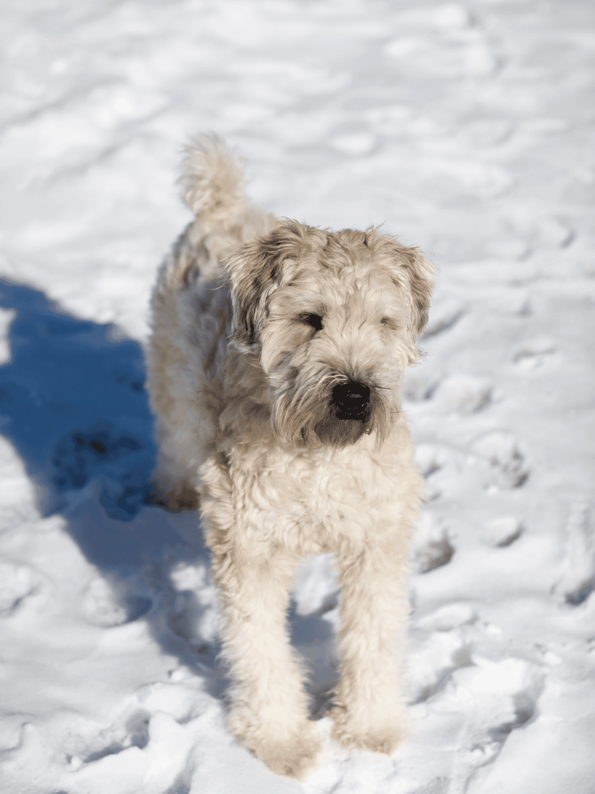 Adorable Labradoodle puppy enjoying snow, perfect for winter outdoor activities and dog lovers.