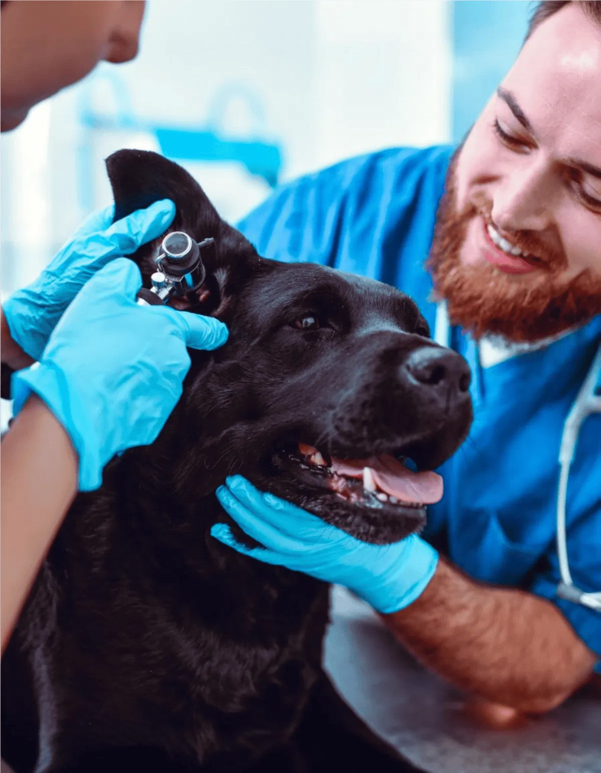 Close-up of veterinarian examining dog with otoscope, vet clinic setting, animal health care.