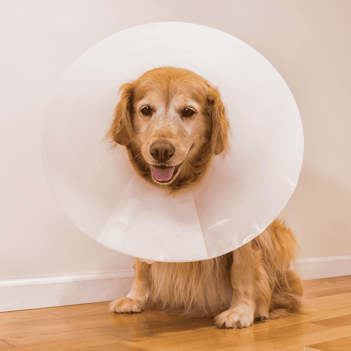 Dog wearing an Elizabethan collar (E-collar) for injury or post-surgery protection.