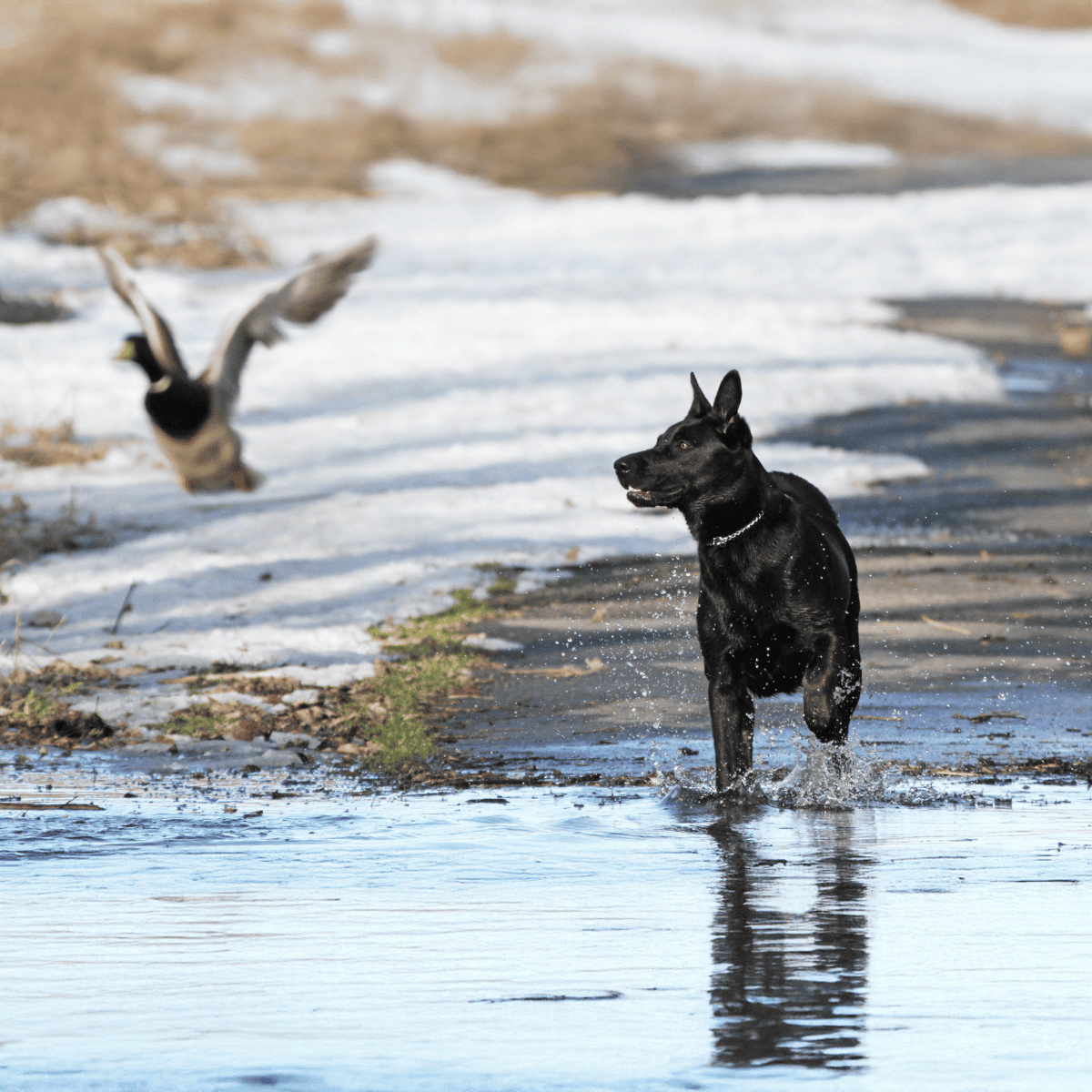 Active black dog running through shallow water outdoors.