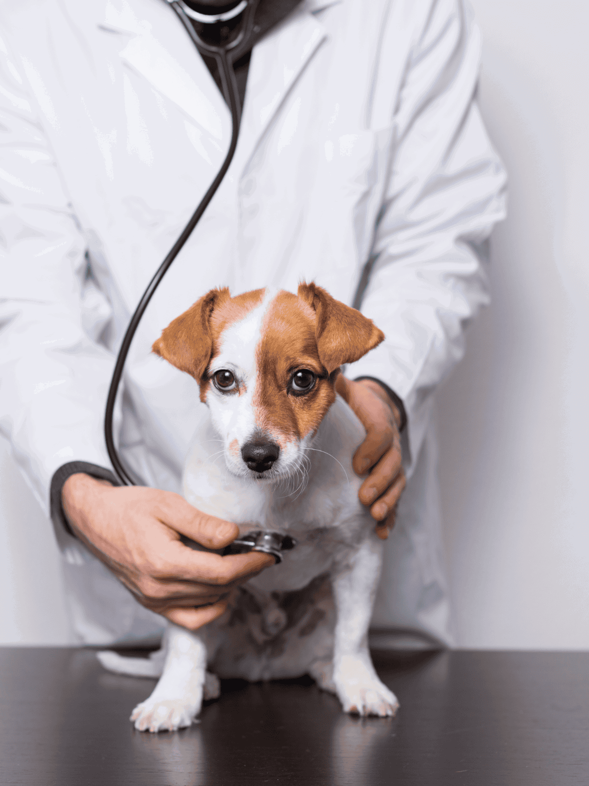 Vet checking adorable small dog for health examination with stethoscope.