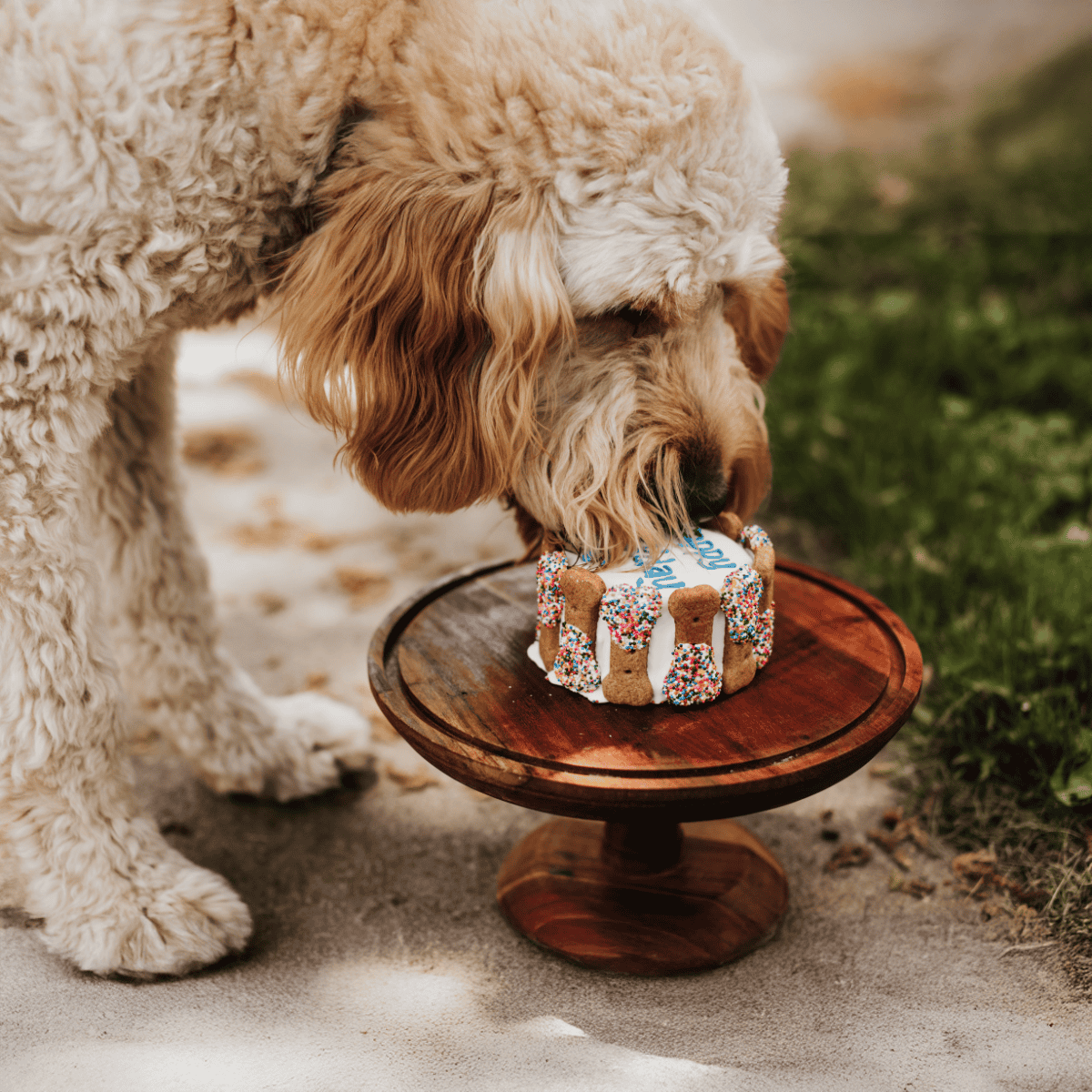 Adorable golden retriever dog licking birthday cake with colorful sprinkles on wooden table outdoors.