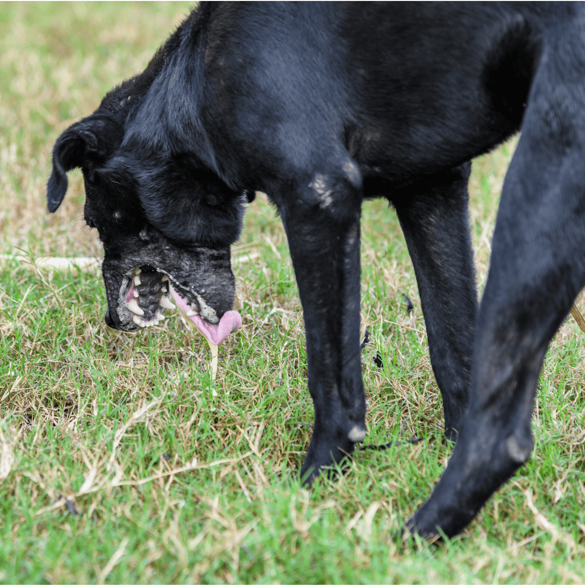Adorable black dog playing outside on green grass, showcasing active pet lifestyle and love for outdoor fun.