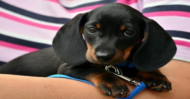 Adorable dachshund puppy resting on person’s lap.