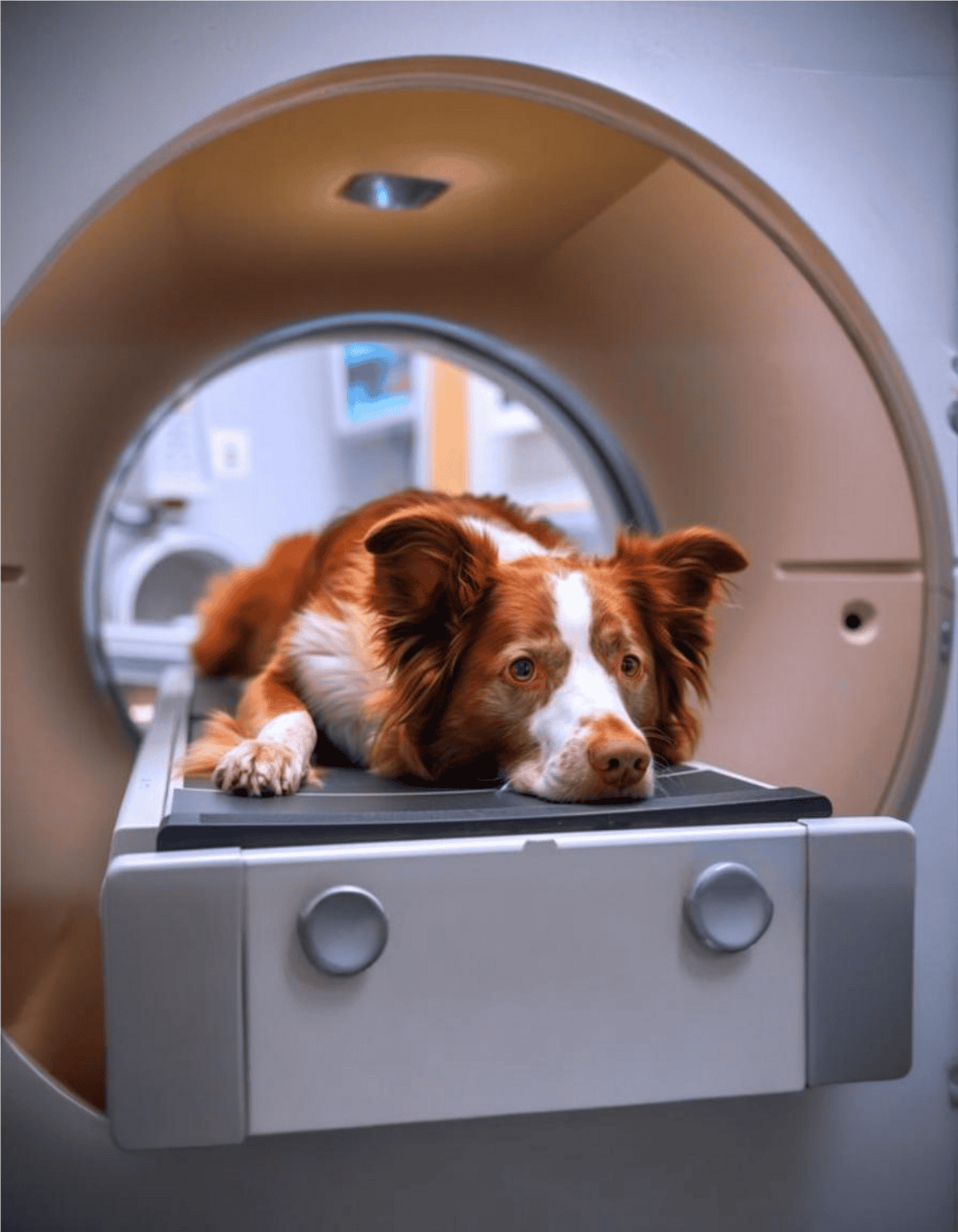 Australian Shepherd dog lying on MRI scan table during veterinary imaging.
