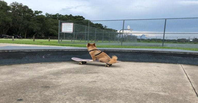 Adorable dog riding skateboard at skatepark, enjoying outdoor activity, dog outdoor recreation, pet fun.