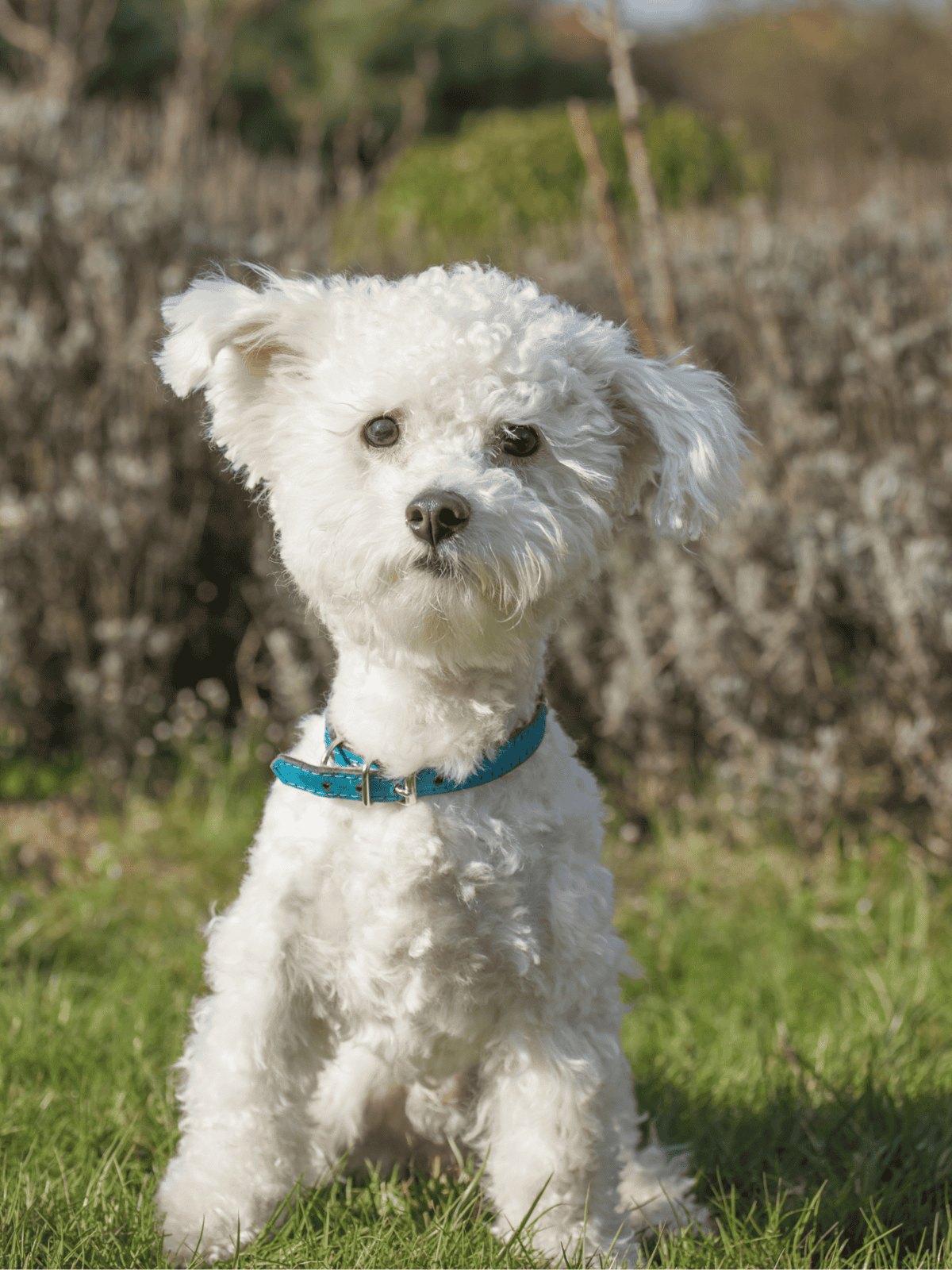 Adorable white curly-haired puppy sitting outdoors with a blue collar.