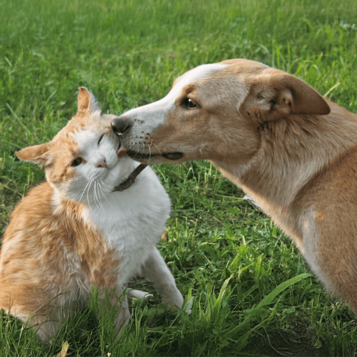 Adorable dog and cat sharing a loving moment on green grass.