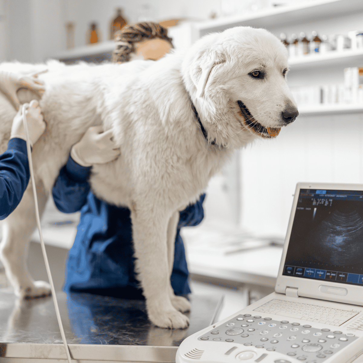Dog ultrasound for vet diagnostics.