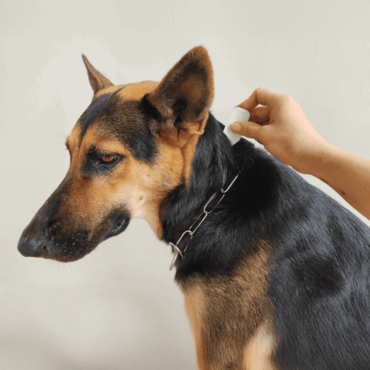 Image of a person applying flea treatment to a dog’s neck.