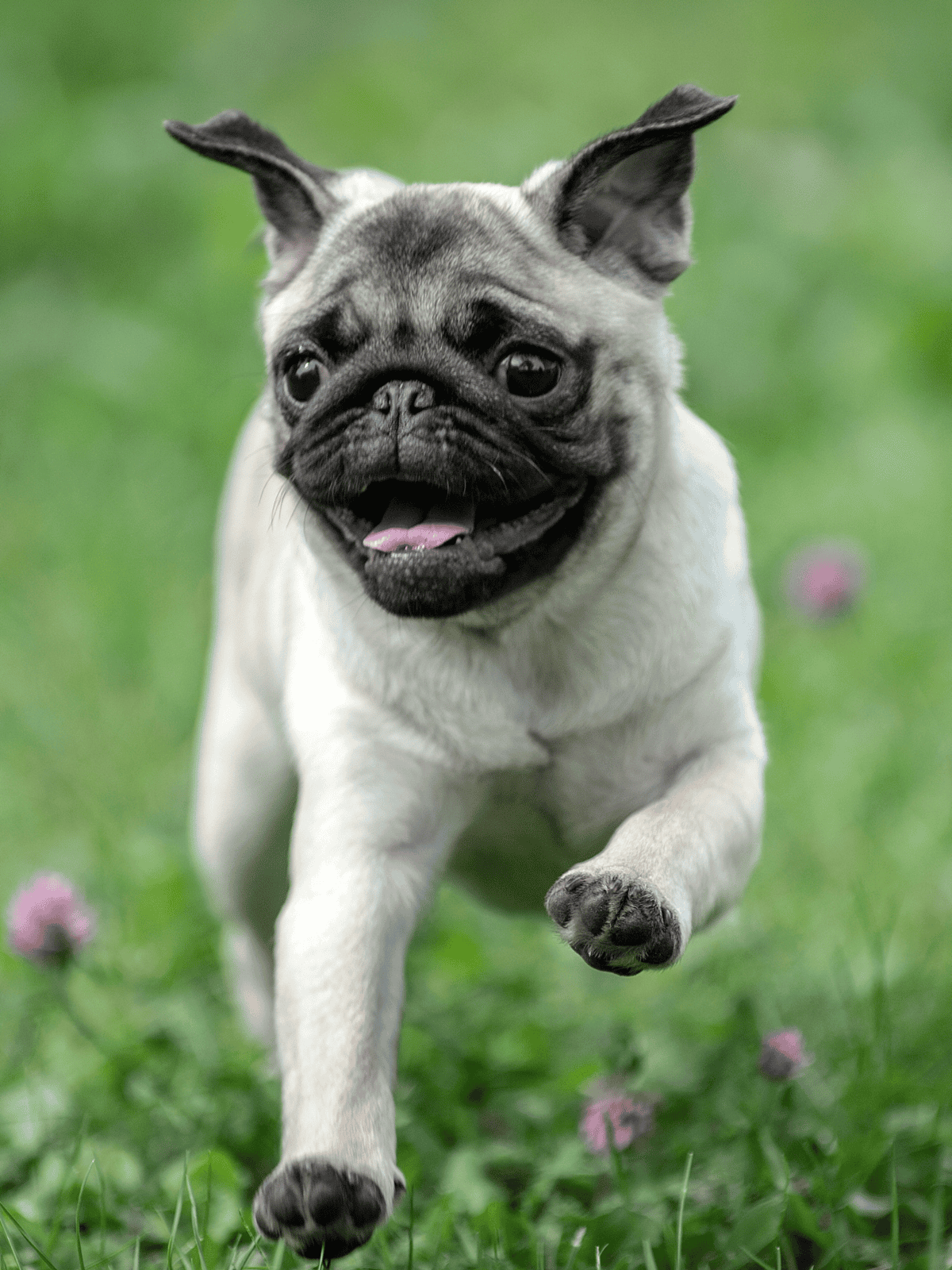 Happy pug puppy running in grass with pink flowers, playful and energetic, perfect for dog lovers and pet care.