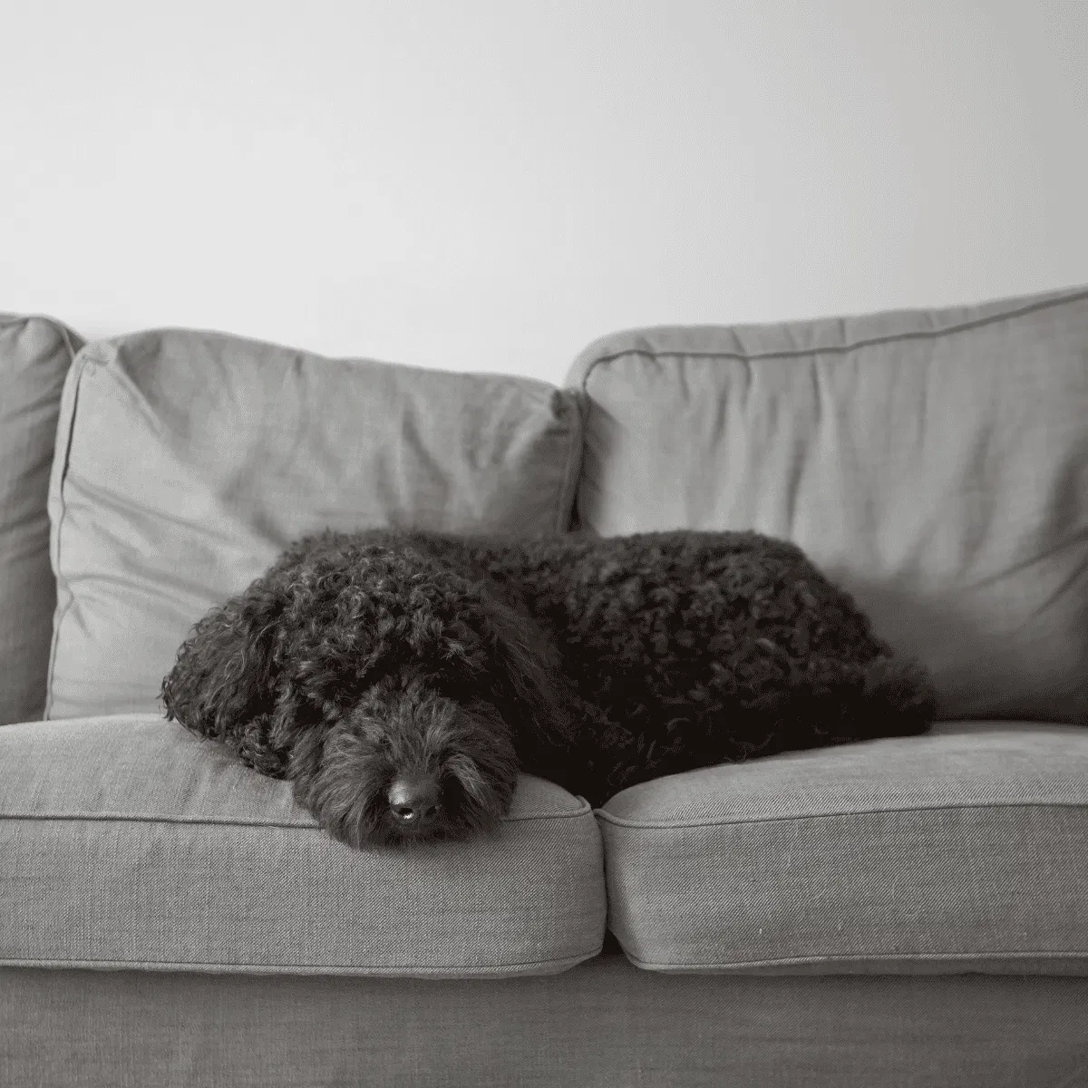 Adorable black curly poodle sleeping on a gray couch in a cozy home setting.