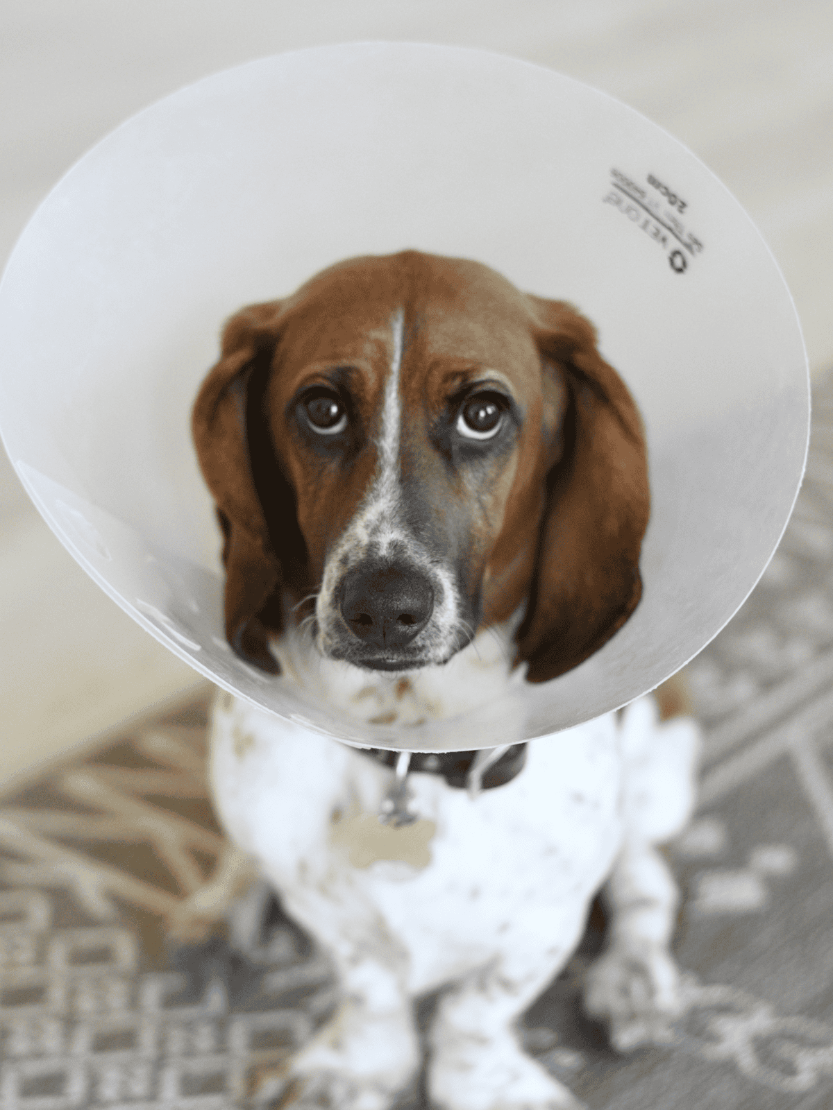 Dog with Elizabethan collar, pet recovery, and canine health care, safe and comfortable dog care solution.