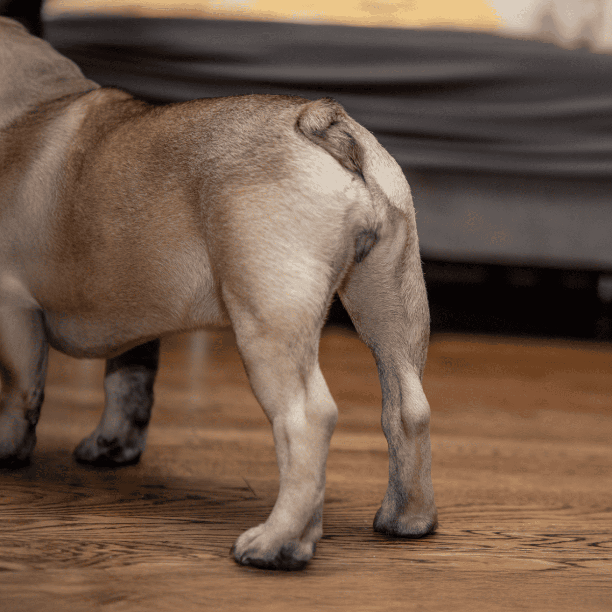 Adorable pug puppy with wrinkled face and short coat walking indoors.