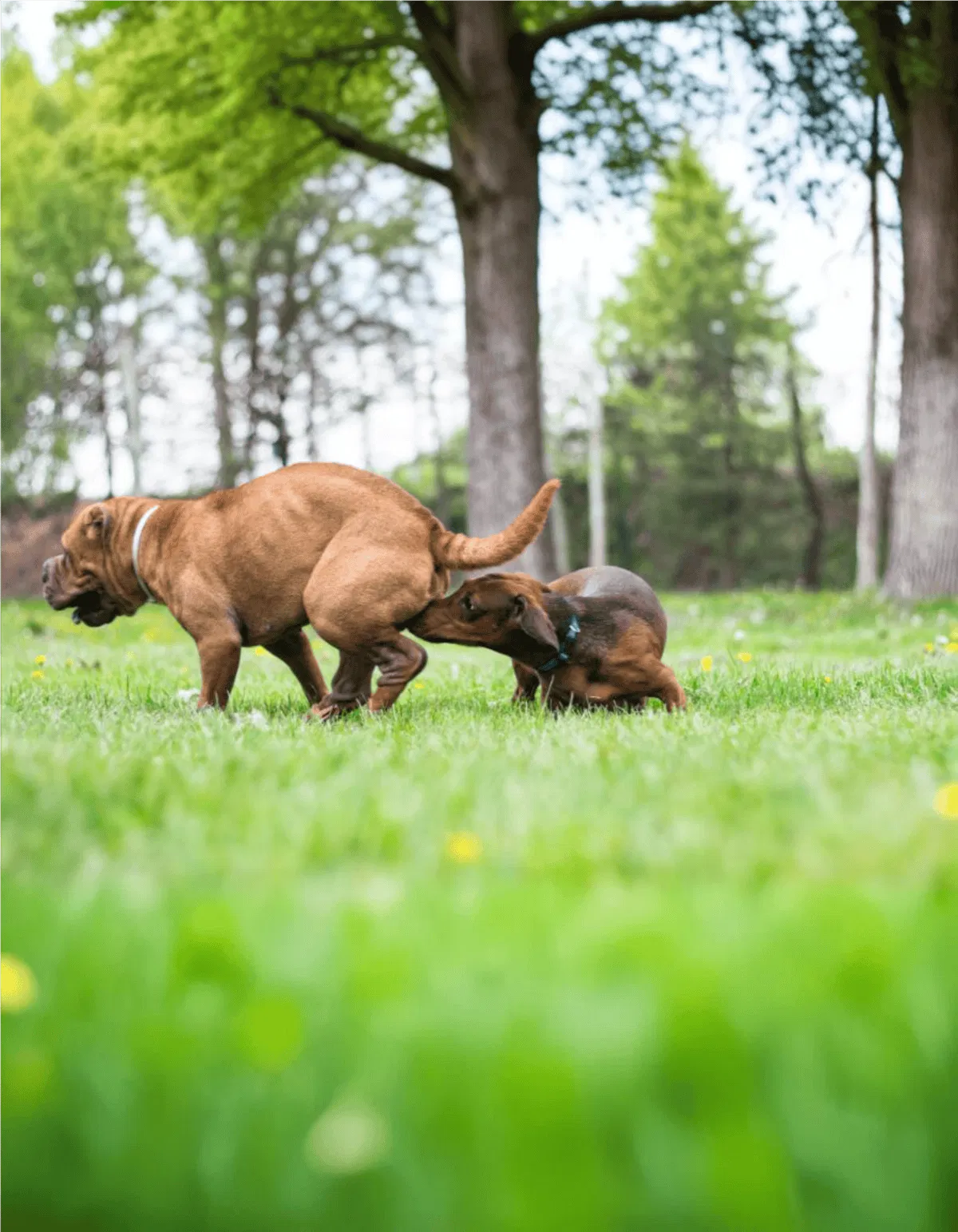 Cute puppy and dog wrestling and playing on grass in park.