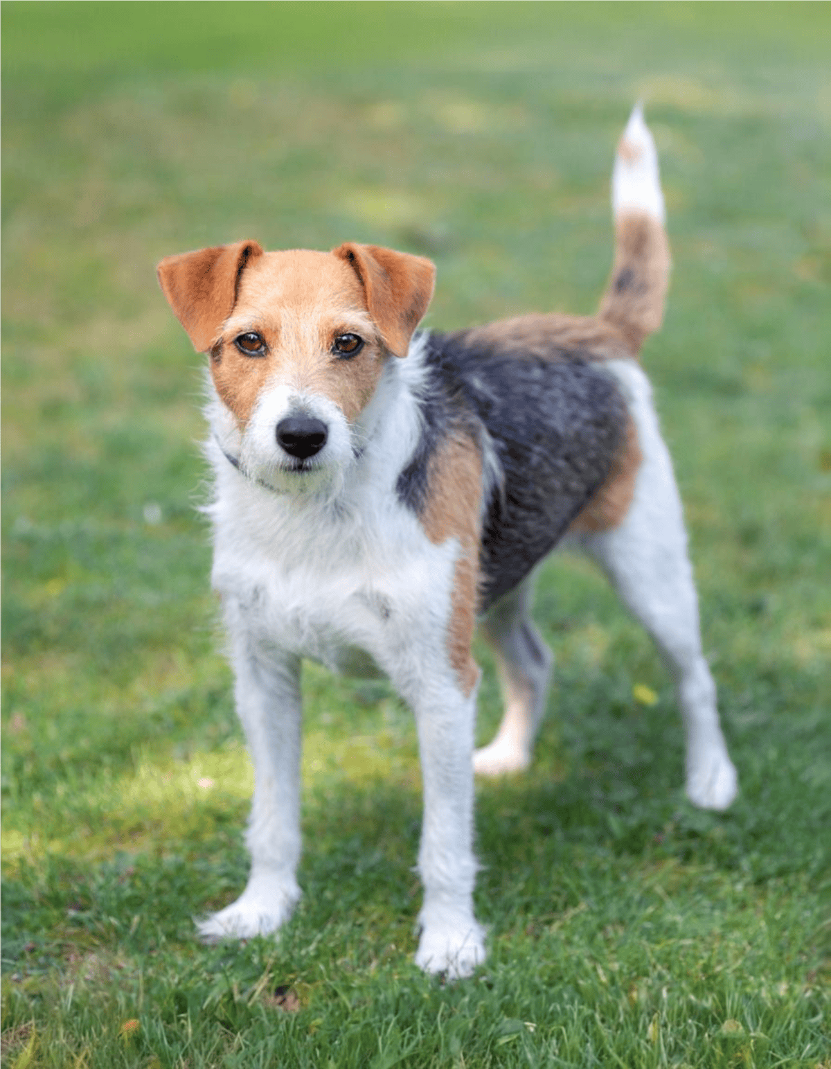 Cute dog with brown, black, and white fur looking at the camera.