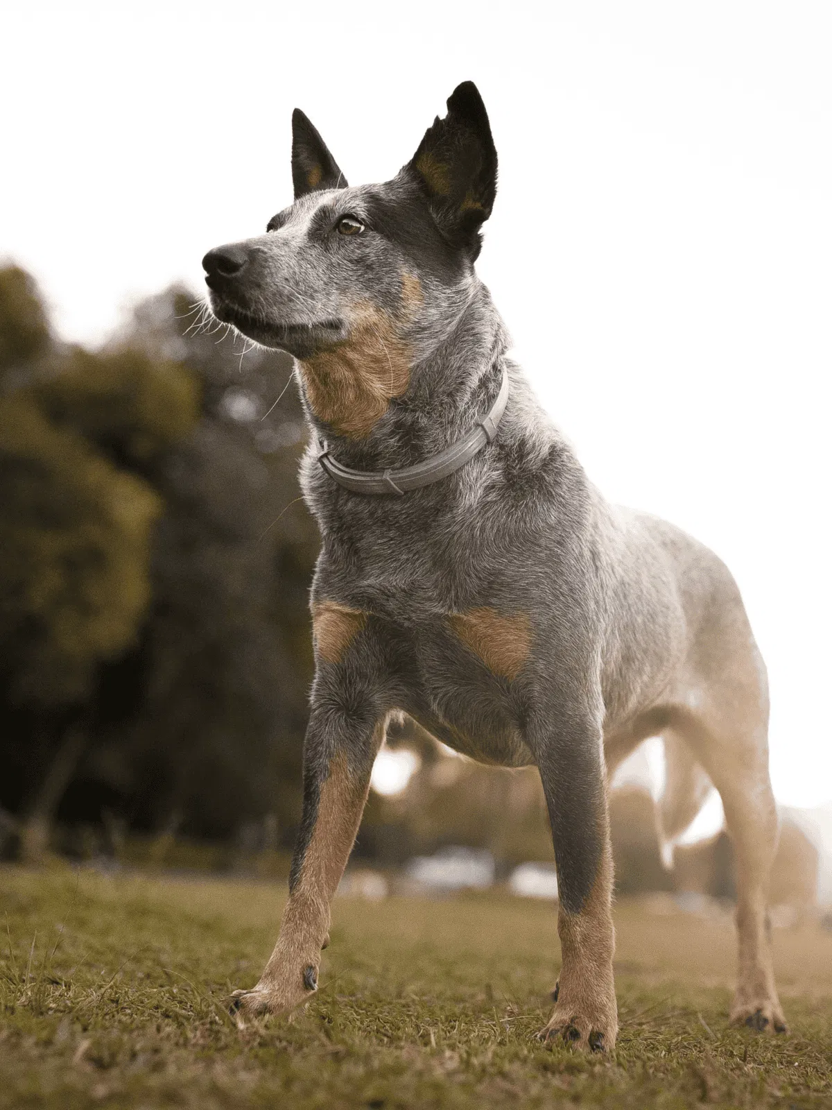 Adopt a loving rescue dog at Dogfix.com. Find the perfect companion today.