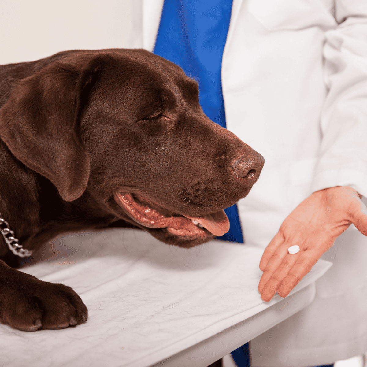Dog receiving veterinary care with a veterinarian holding a pill.