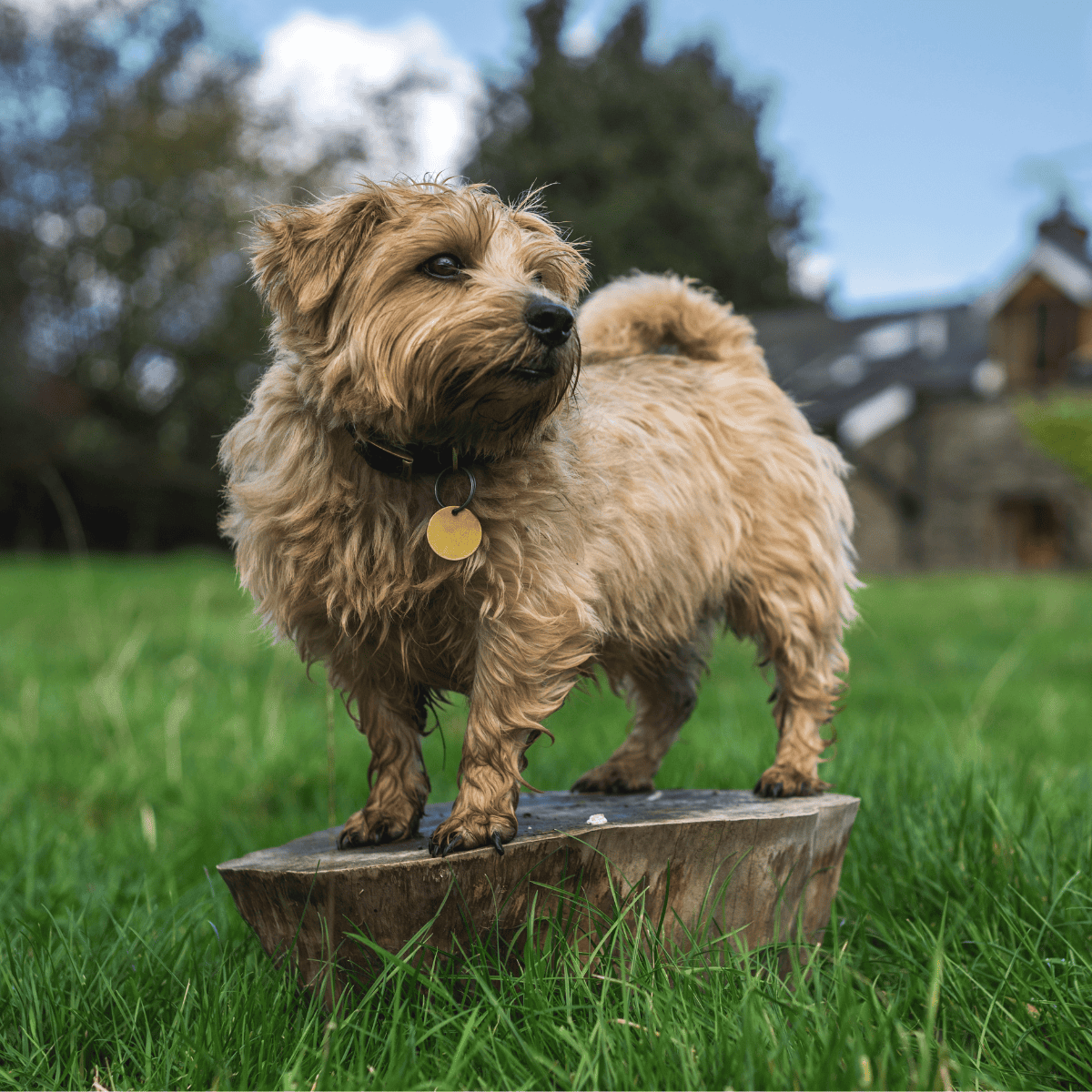 Dogfix.com, pet adoption, dog rescue.