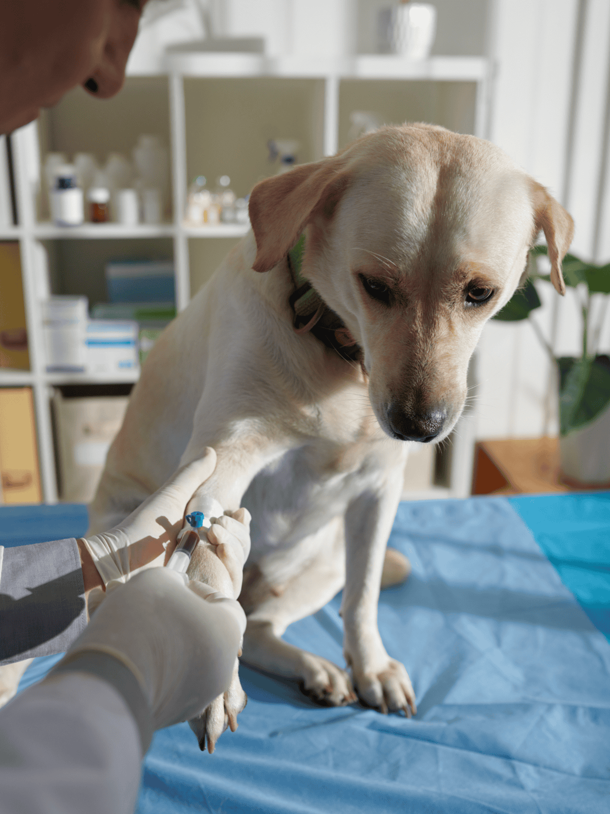 Dog receiving a vaccination shot from veterinarian for health protection.