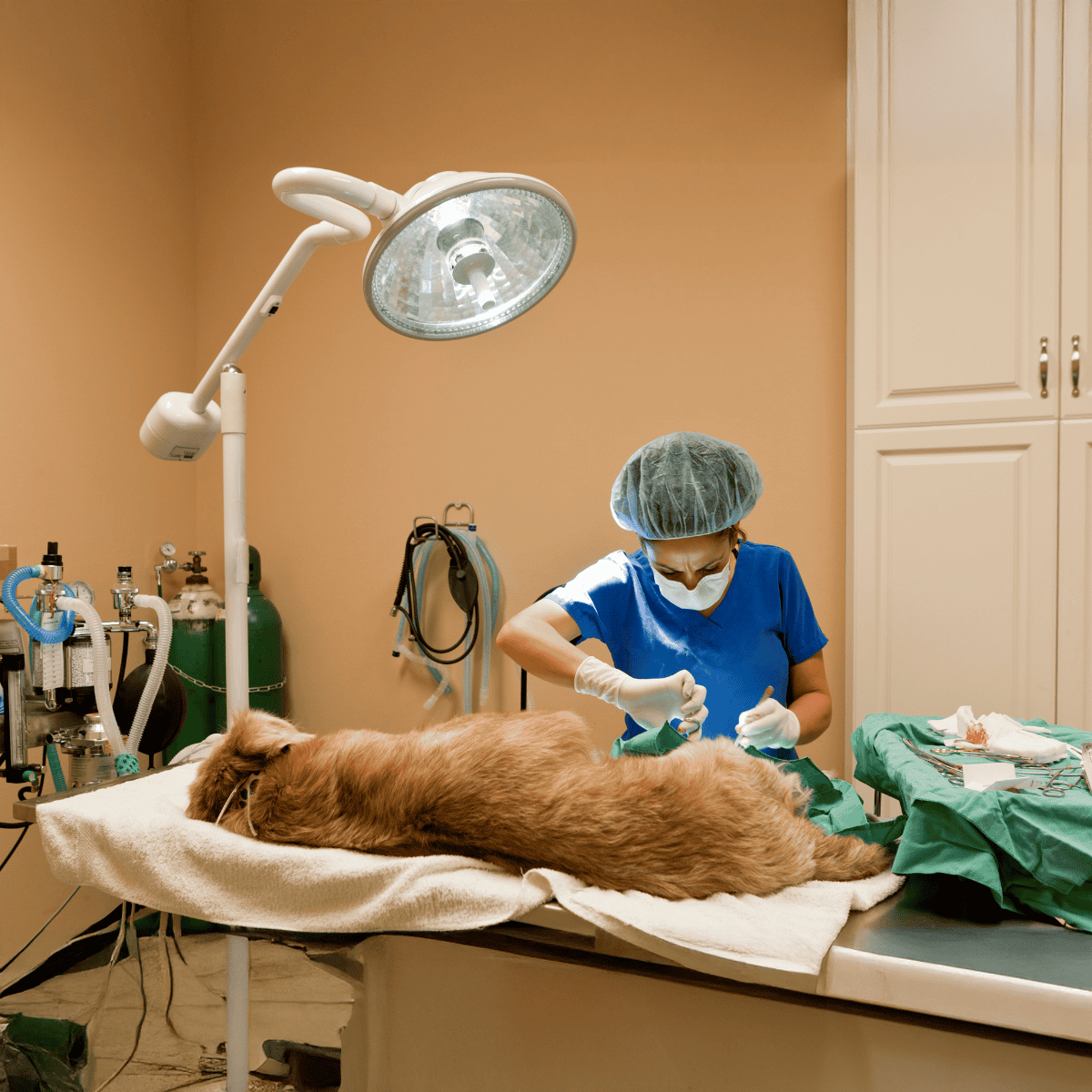 Experienced vet clinic with emergency dog surgery and advanced veterinary care services.