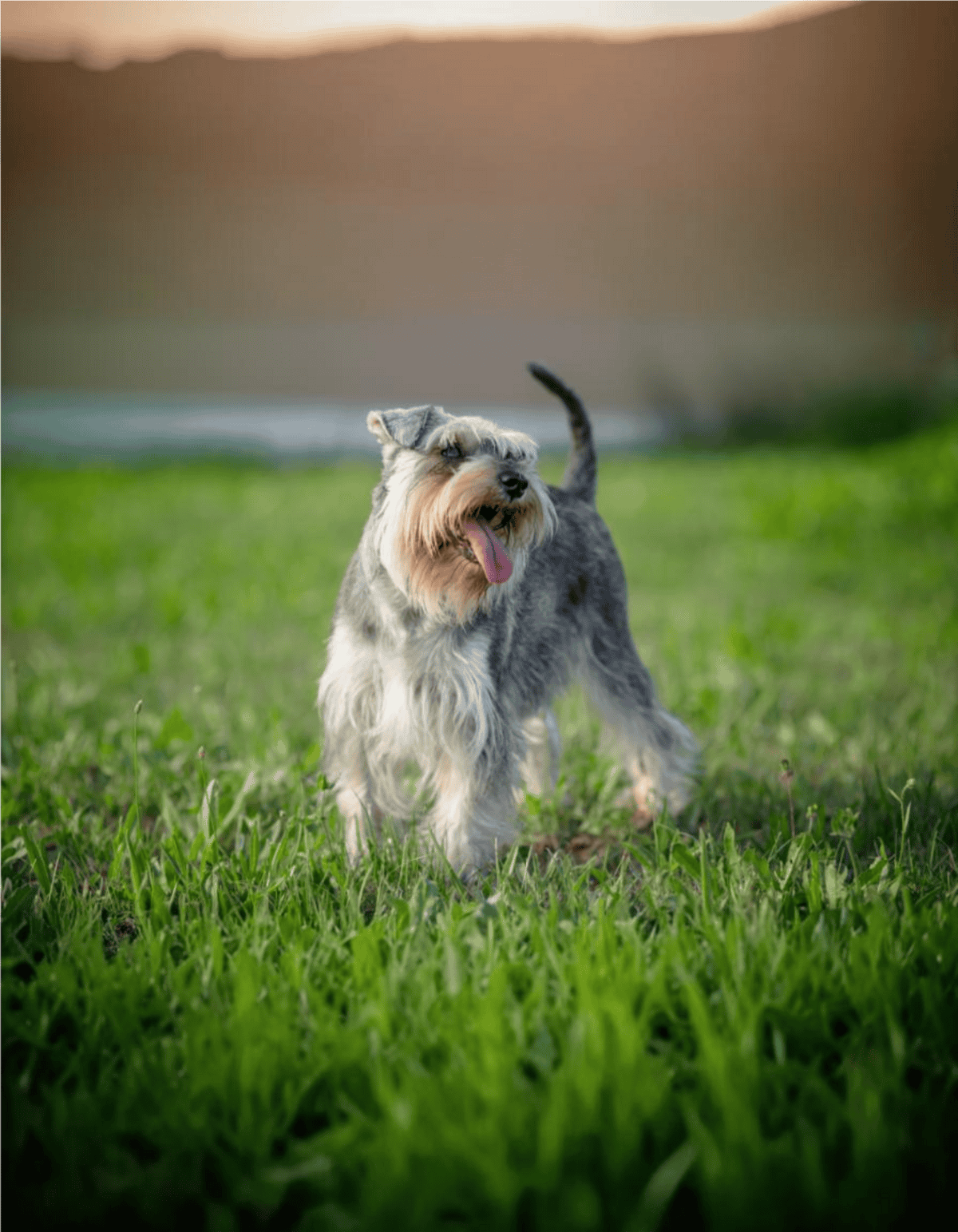 Adorable Schnauzer enjoying outdoor playtime on a sunny day.