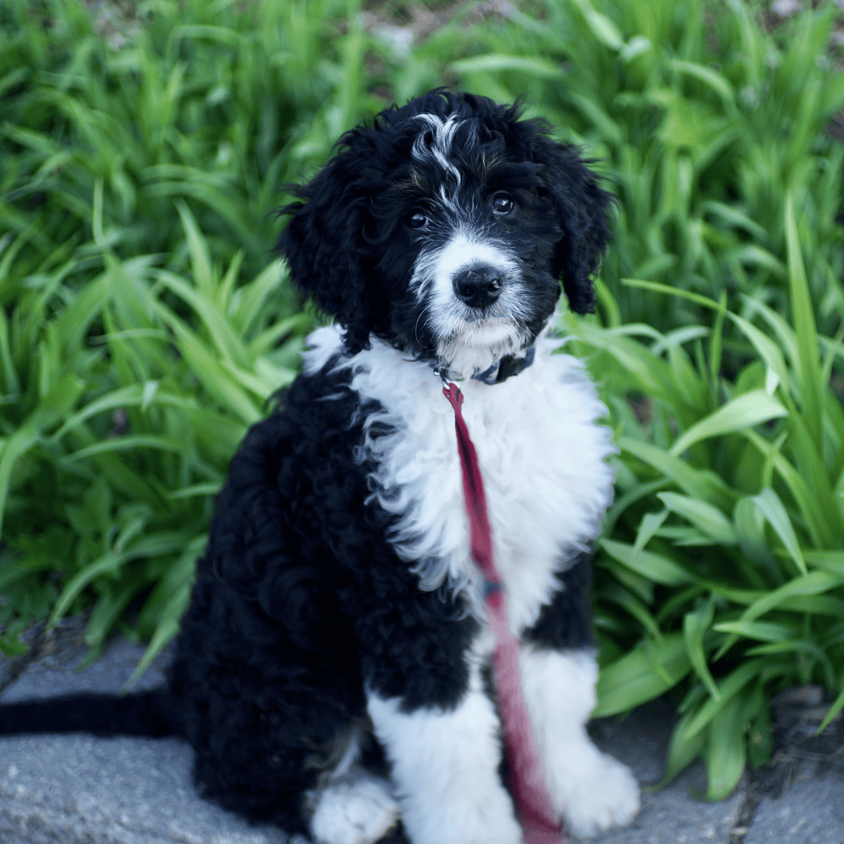 Cute black and white curly-haired puppy outdoors with lush greenery.