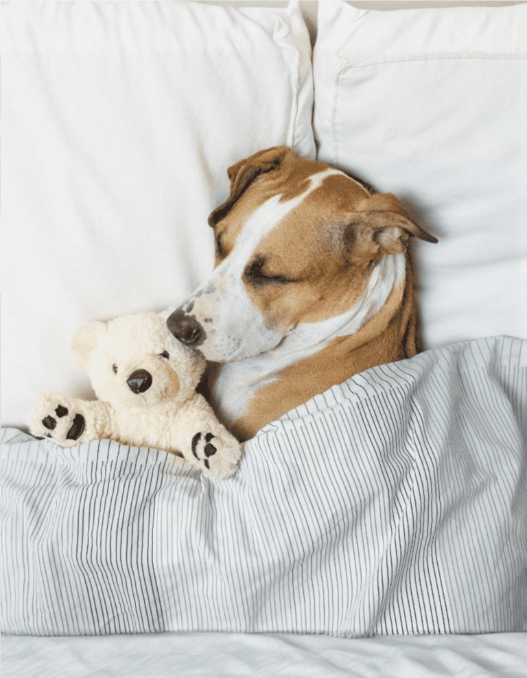Dog sleeping with stuffed animal on bed.