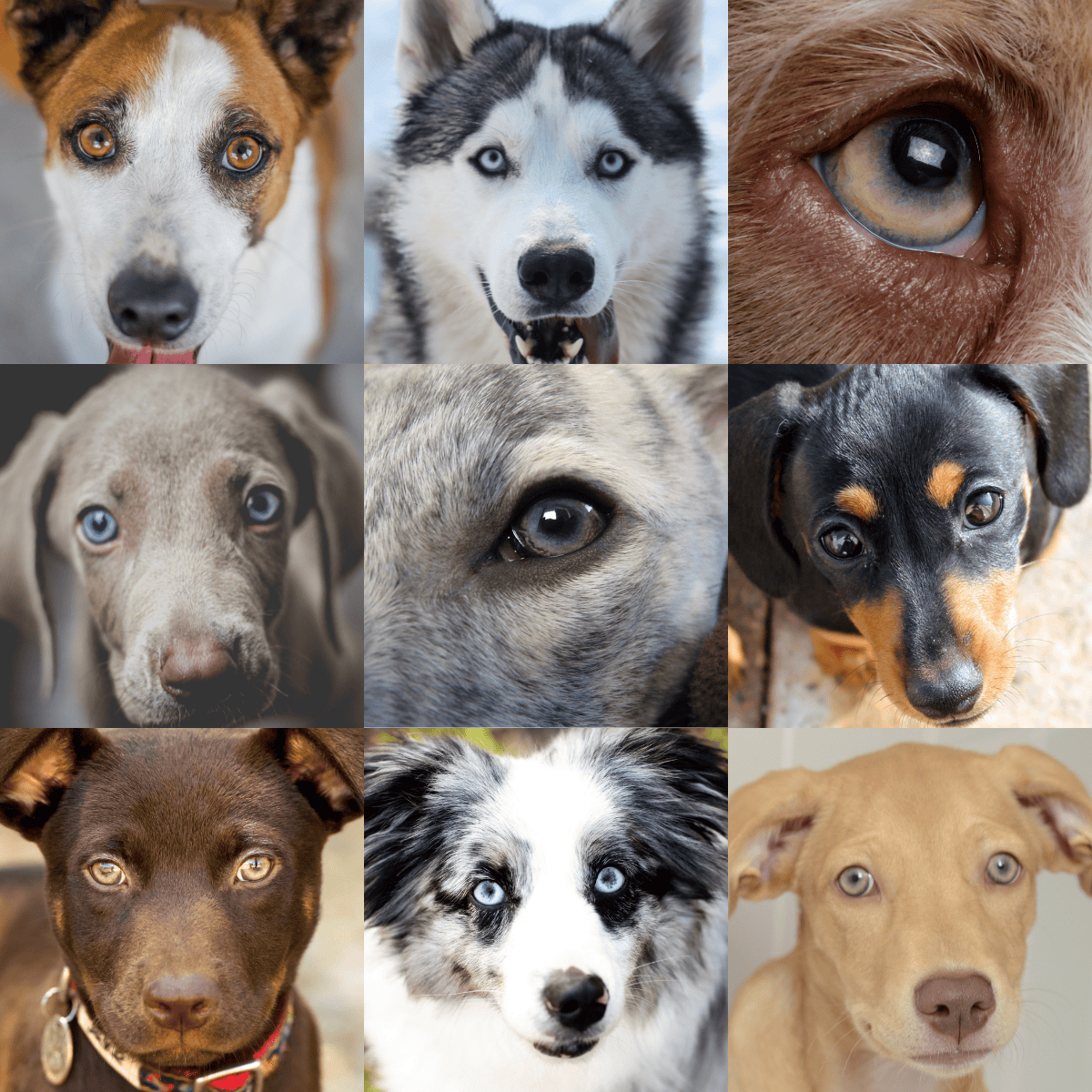 Dog eyes, dog breeds, pet portraits, puppy photos, dog face close-ups.